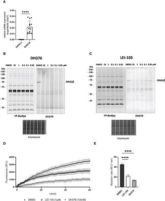 Inhibition of diacylglycerol lipase β modulates lipid and endocannabinoid levels in the ex vivo human placenta